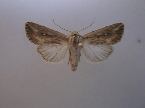 Réf. 216 981 : Leucania punctosa